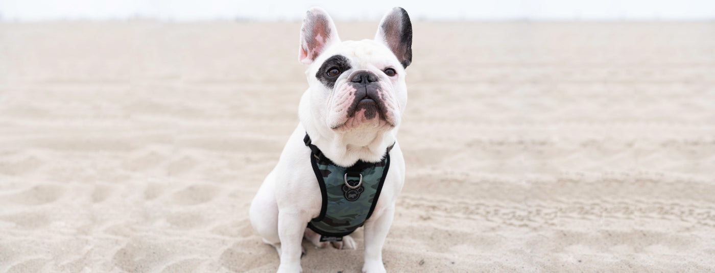 Harness vs. Collar: What Is the Best Option for Dog Walking?