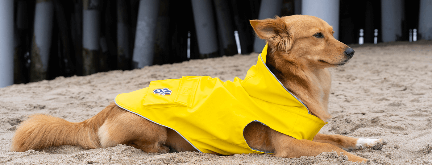 Finding the Best Dog Raincoat for Your Pup