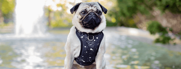 How to use clearance a dog harness correctly