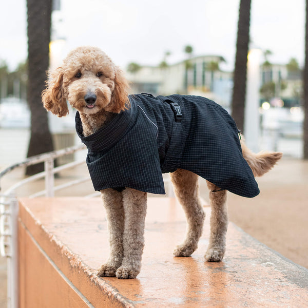 Transitioning Your Dog from Summer to Fall with a Jacket – Canada