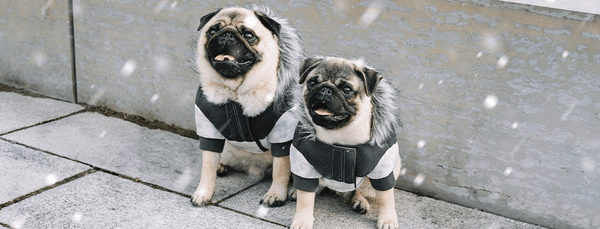 A Guide to Winter Clothes for Small & Large Dogs | Canada Pooch