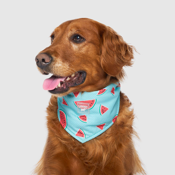 Dog with neckerchief hotsell