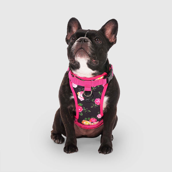 Canada pooch outlet everything harness review