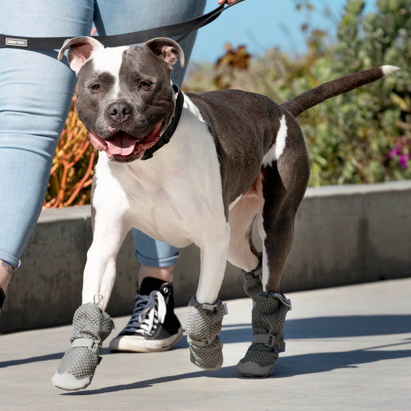 Summer Dog Boots for Hot Pavement Canada Pooch