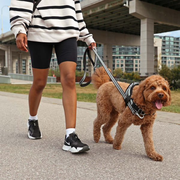 Jacquard Dog Walking Leash | Canada Pooch