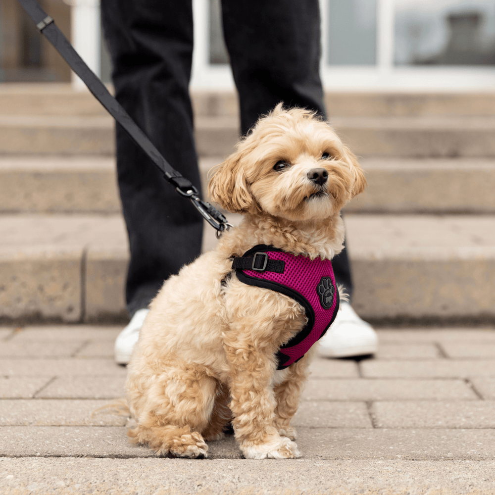 Explore Harness Guide