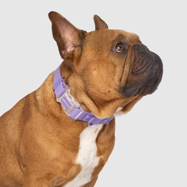 Waterproof Dog Collar Canada Pooch