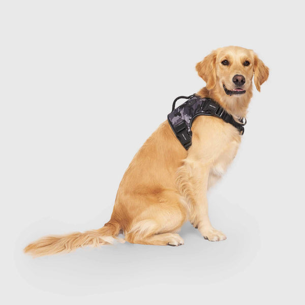 Connected Control™ Harness: no-pull dog walking harness (2-point,  front-clip in Leather or Brahma) - Bold Lead Designs