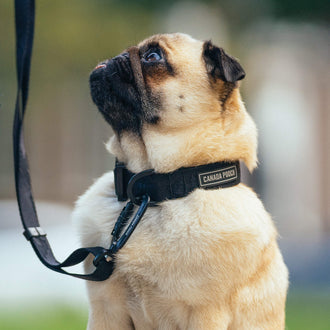 Utility Collar in Black, Canada Pooch Dog Scarf|| color::black || size::na || name::na|| weight::na