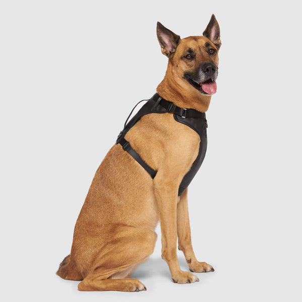 Leather dog deals harness