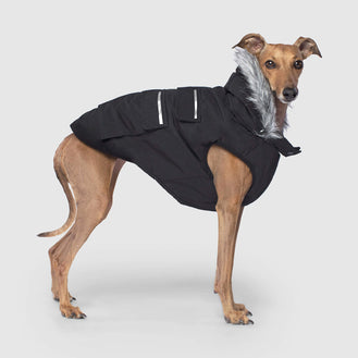 Everest Explorer Dog Vest in Black, Canada Pooch Dog Vest 