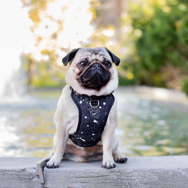 Pug life best sale store harness