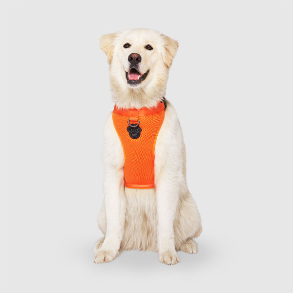 The Everything Dog Harness No Pull Dog Harness Canada Pooch