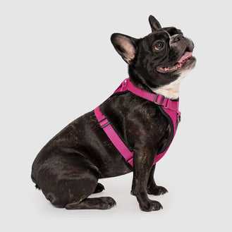 The Everything Dog Harness in Solid Pink, Canada Pooch Dog Harness 