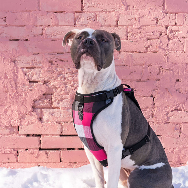 The Everything WaterResistant NoPull Dog Harness Canada Pooch