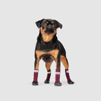 Secure Sock Boots in Magenta Black, Canada Pooch Dog Socks 