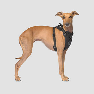 The Everything Dog Harness in Solid Black, Canada Pooch Dog Harness 