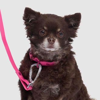 Waterproof Collar in Pink, Canada Pooch Dog Collar