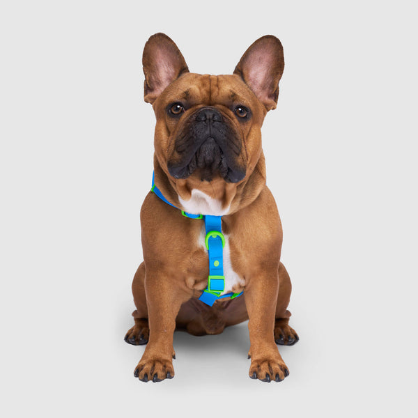 Canada pooch shop the everything harness