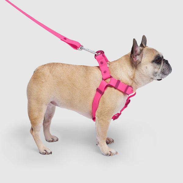 How to put on a canada pooch harness Clearance