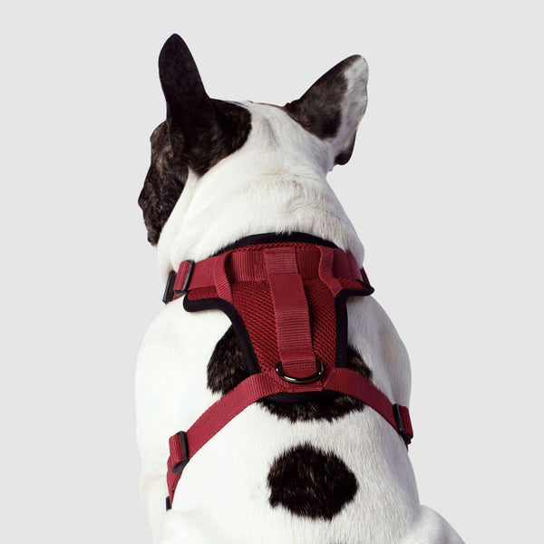 The Everything Dog Harness No Pull Dog Harness Canada Pooch