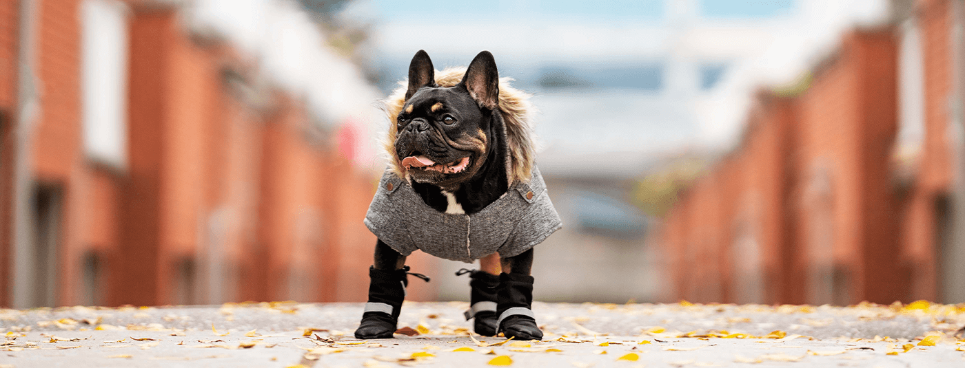 5 Essential Winter Dog Clothes For Walking Your Dog In the Cold