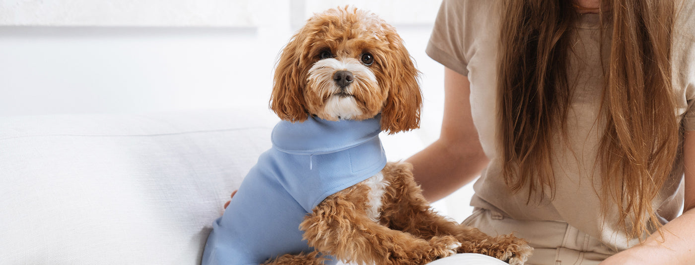 Do Dog Anxiety Vests Really Work? Here's What You Need to Know