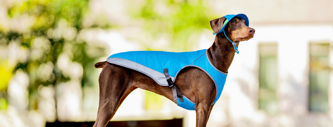 10 Tips to Protect Your Dog From Overheating This Summer