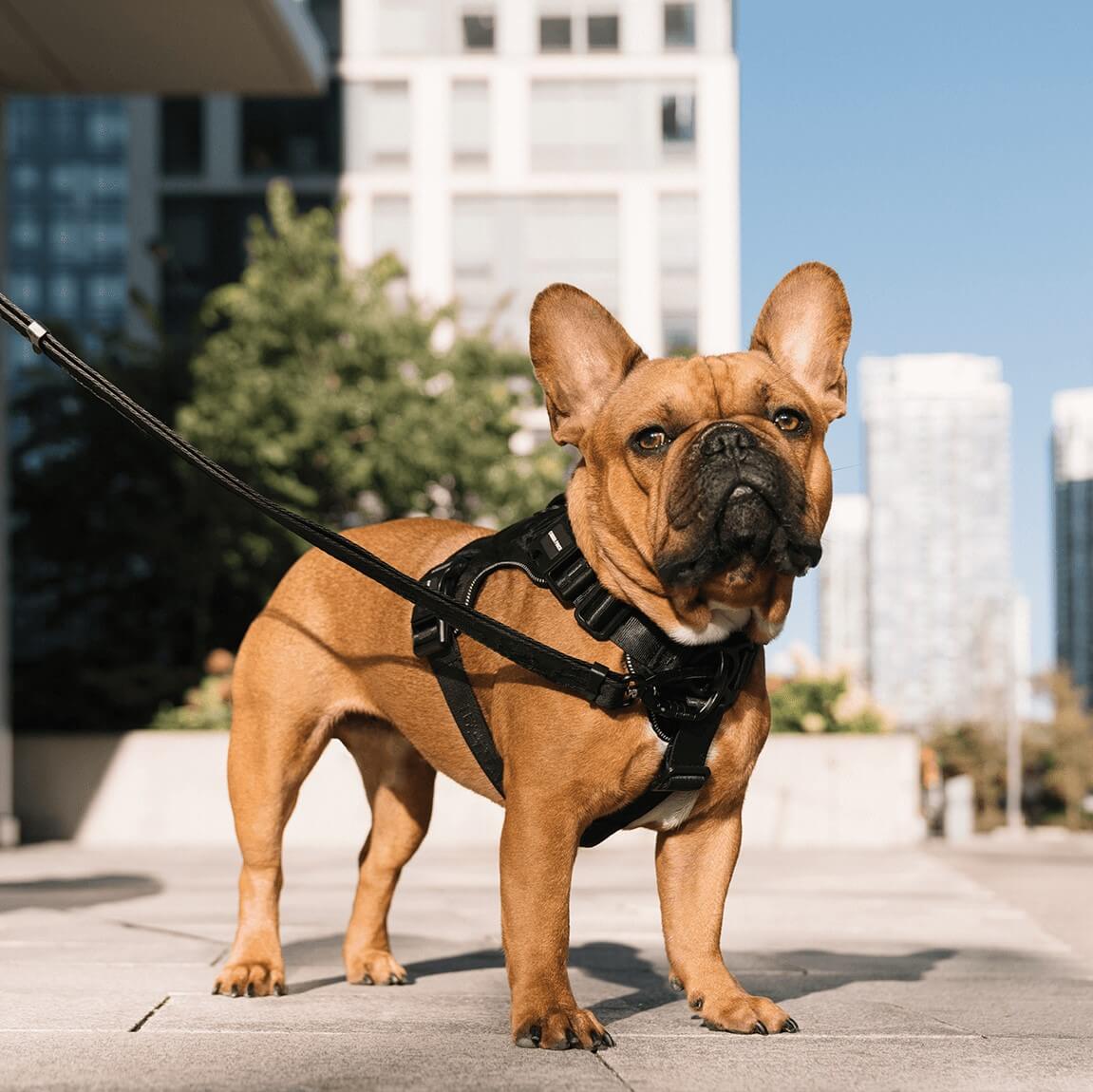 Dog wearing the Complete Control Harness from Canada Pooch