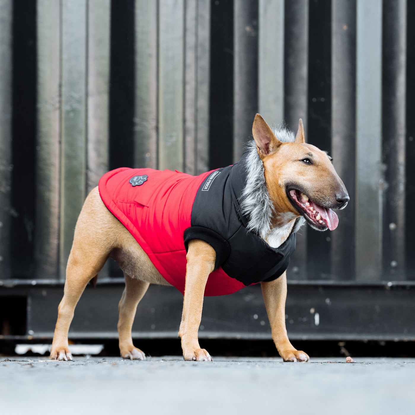 Do Dog Jackets Really Work?