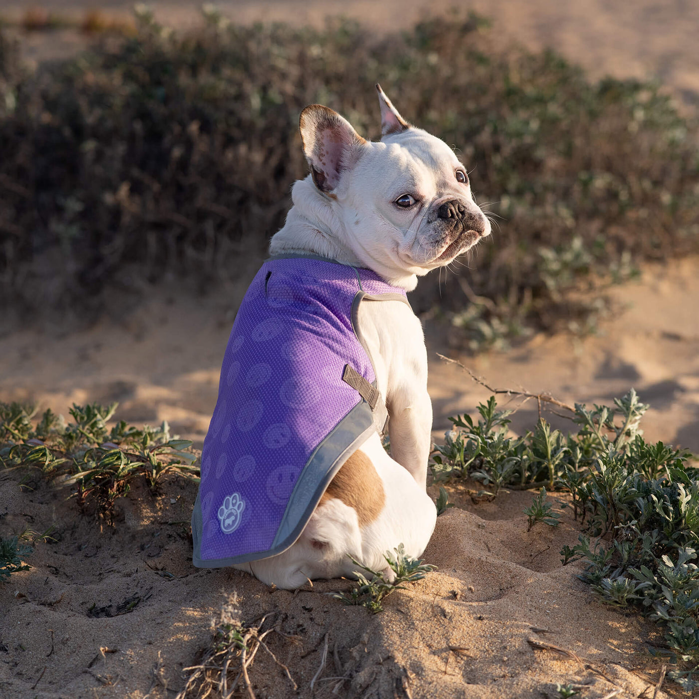 Embrace the Outdoors with A Dog Cooling Vest