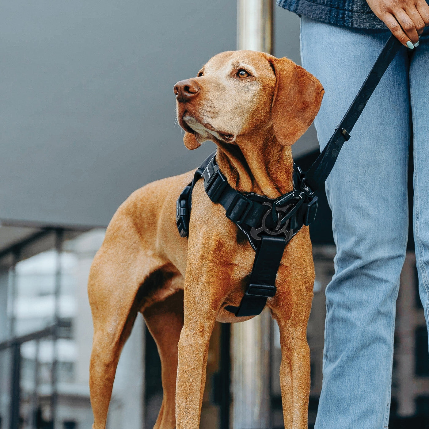 10 Benefits and Reasons to Use a No-Pull Dog Harness