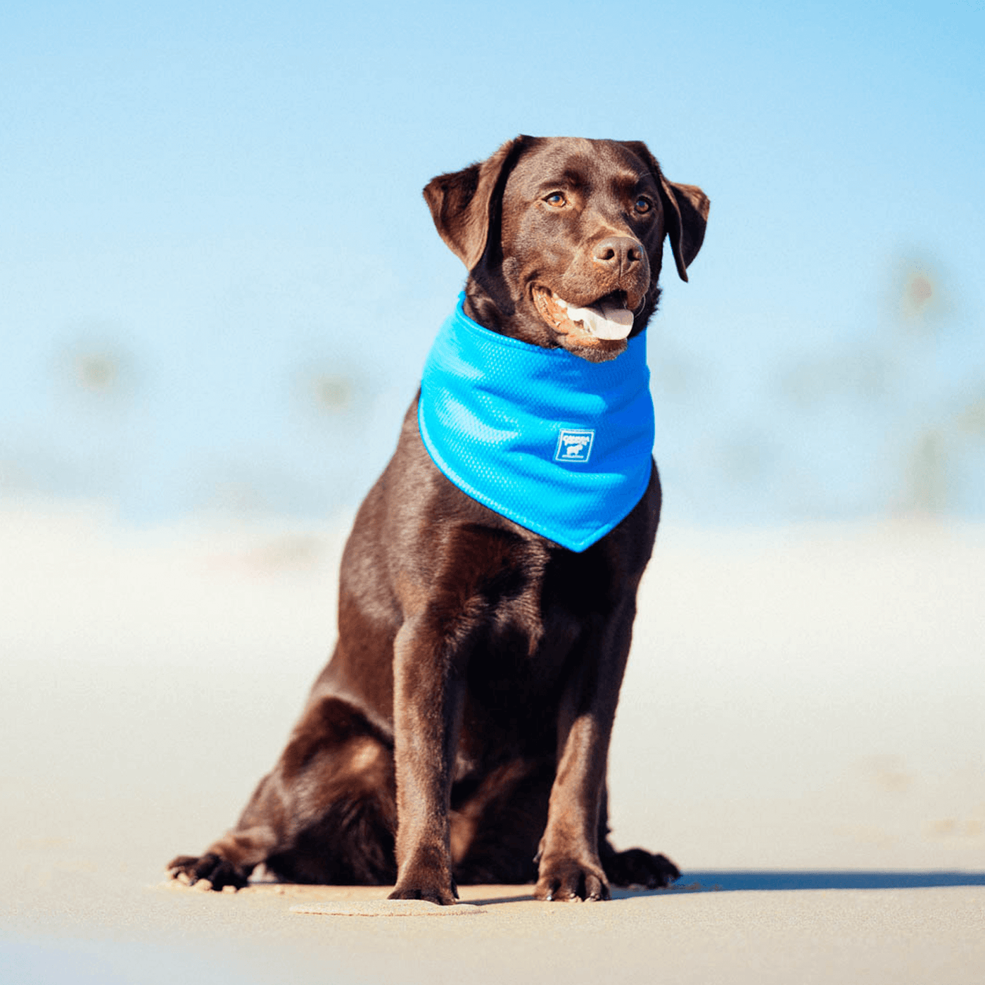 Beat the Heat: Must-Have Essentials to Keep Your Dog Cool During the Summer Months