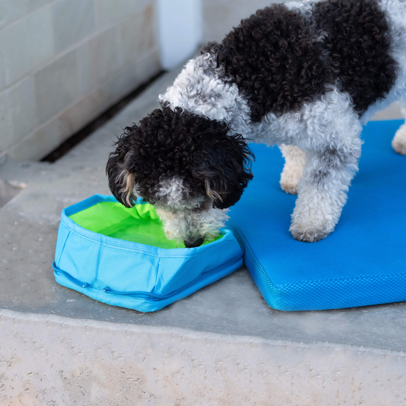 5 Essential Tips for Keeping Your Dog Cool During the Summer
