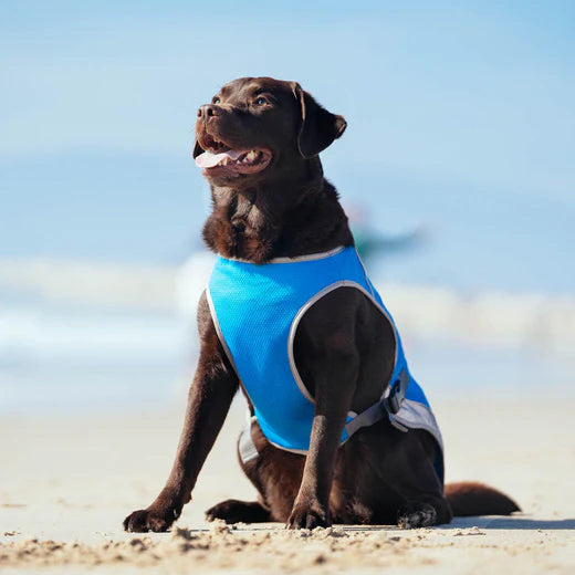 Do Dog Cooling Vests Actually Work? The Science Behind Them