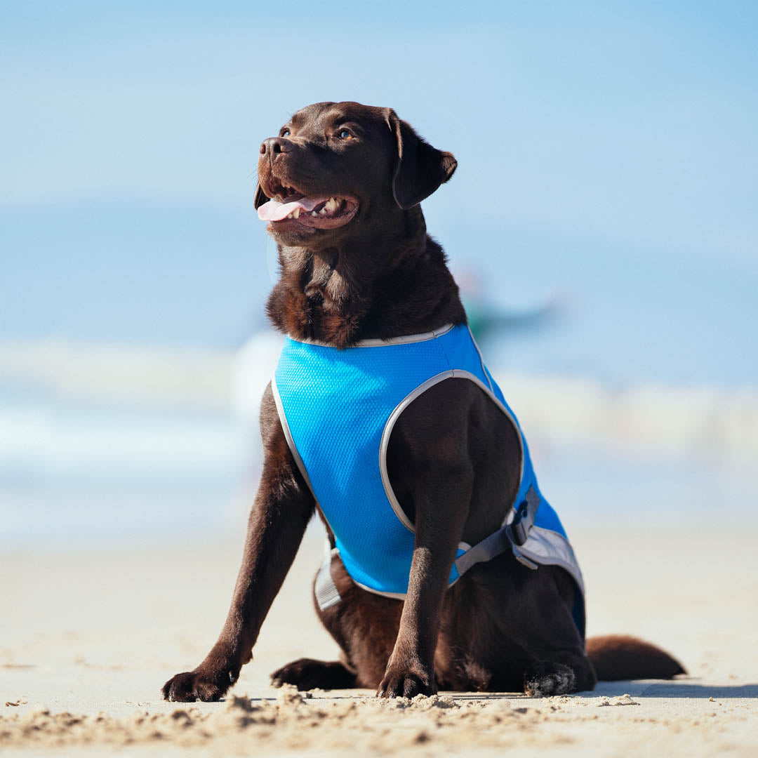 Dog Cooling Vests vs. Cooling Mats: Which is the Better Option for Beating the Heat?