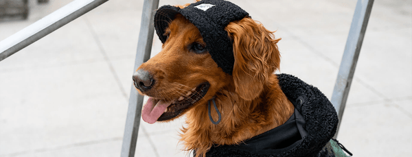 9 Types of Dog Hats for Every Season | Canada Pooch