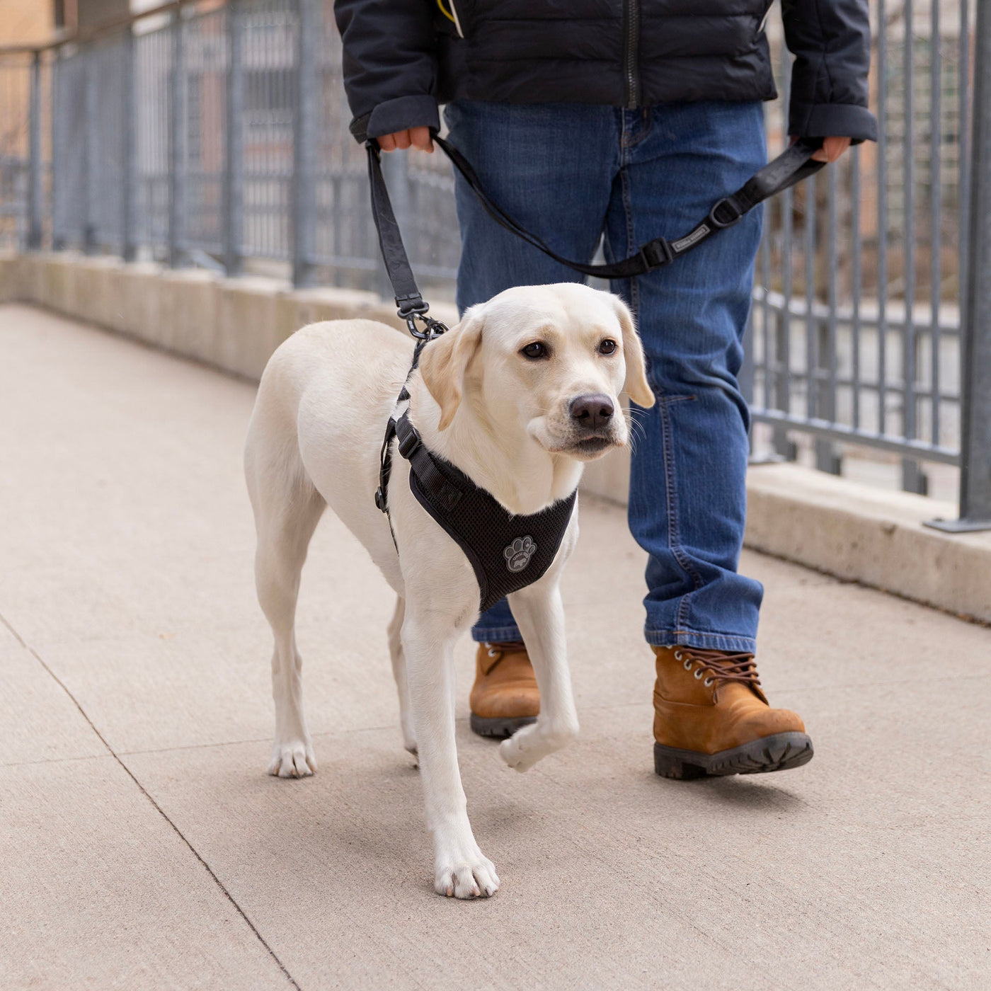 Labrador Retriever in the Easy-On Step-In Harness from Canada Pooch