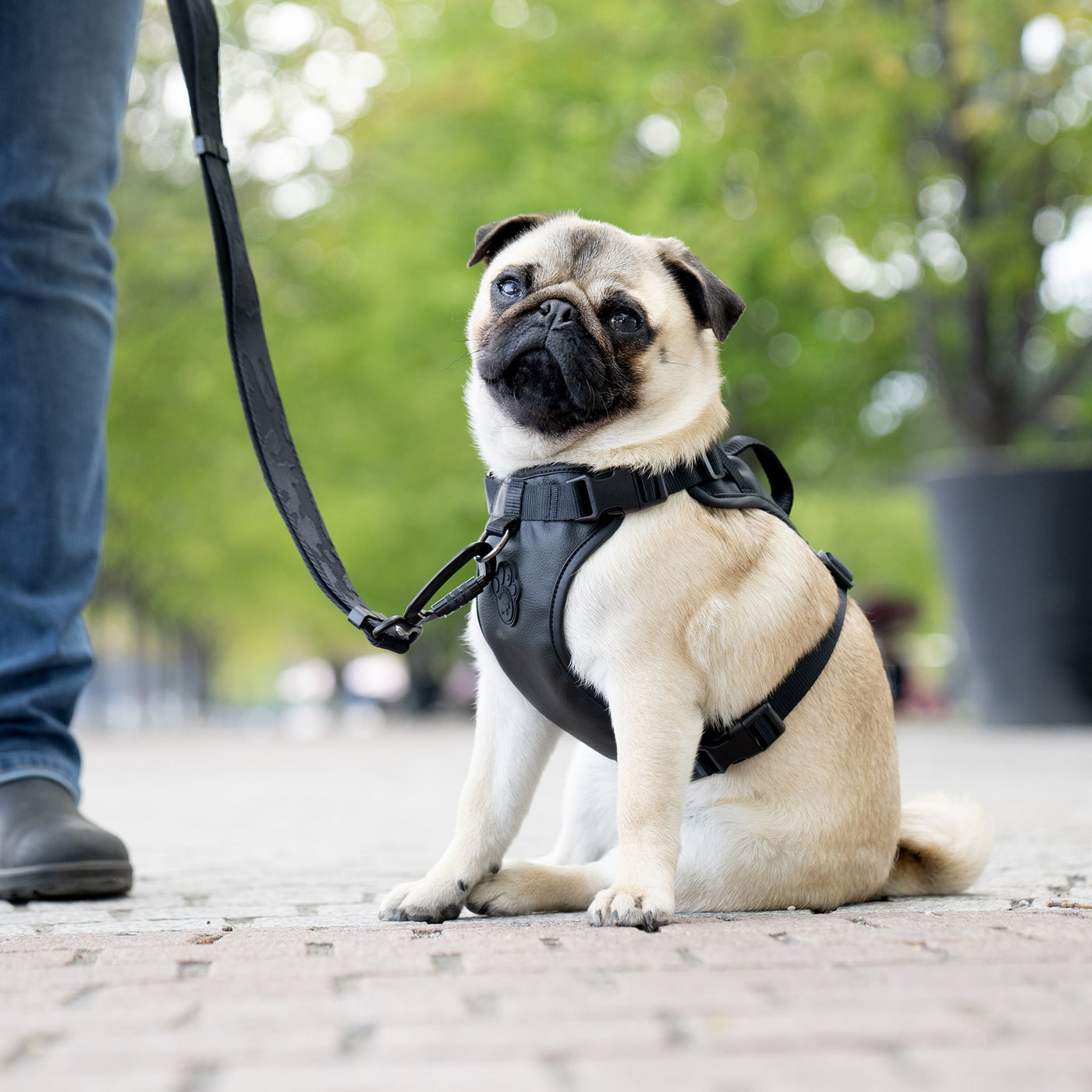 How do Front Clip/No-Pull Dog Harnesses Work?