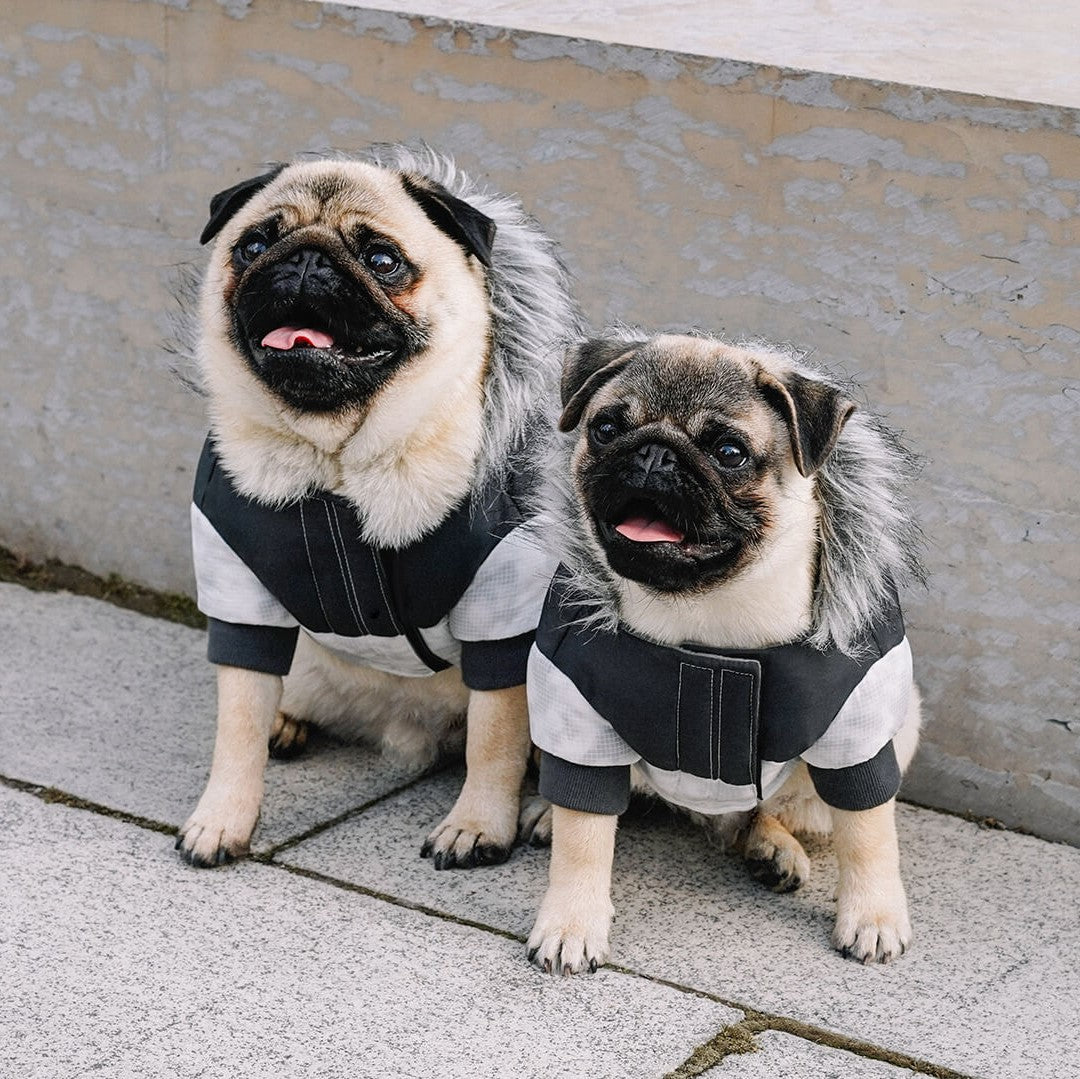 Two pugs wearing the Eco+ True North Parka from Canada Pooch