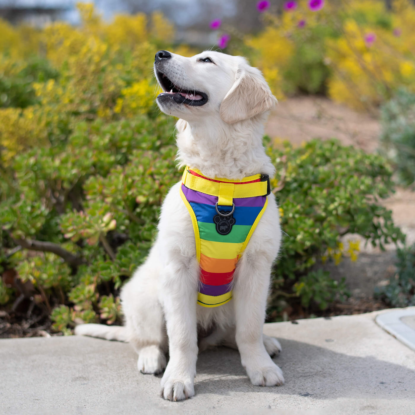 Dog wearing the Everyday Harness Water-Resistant Series in rainbow from Canada Pooch