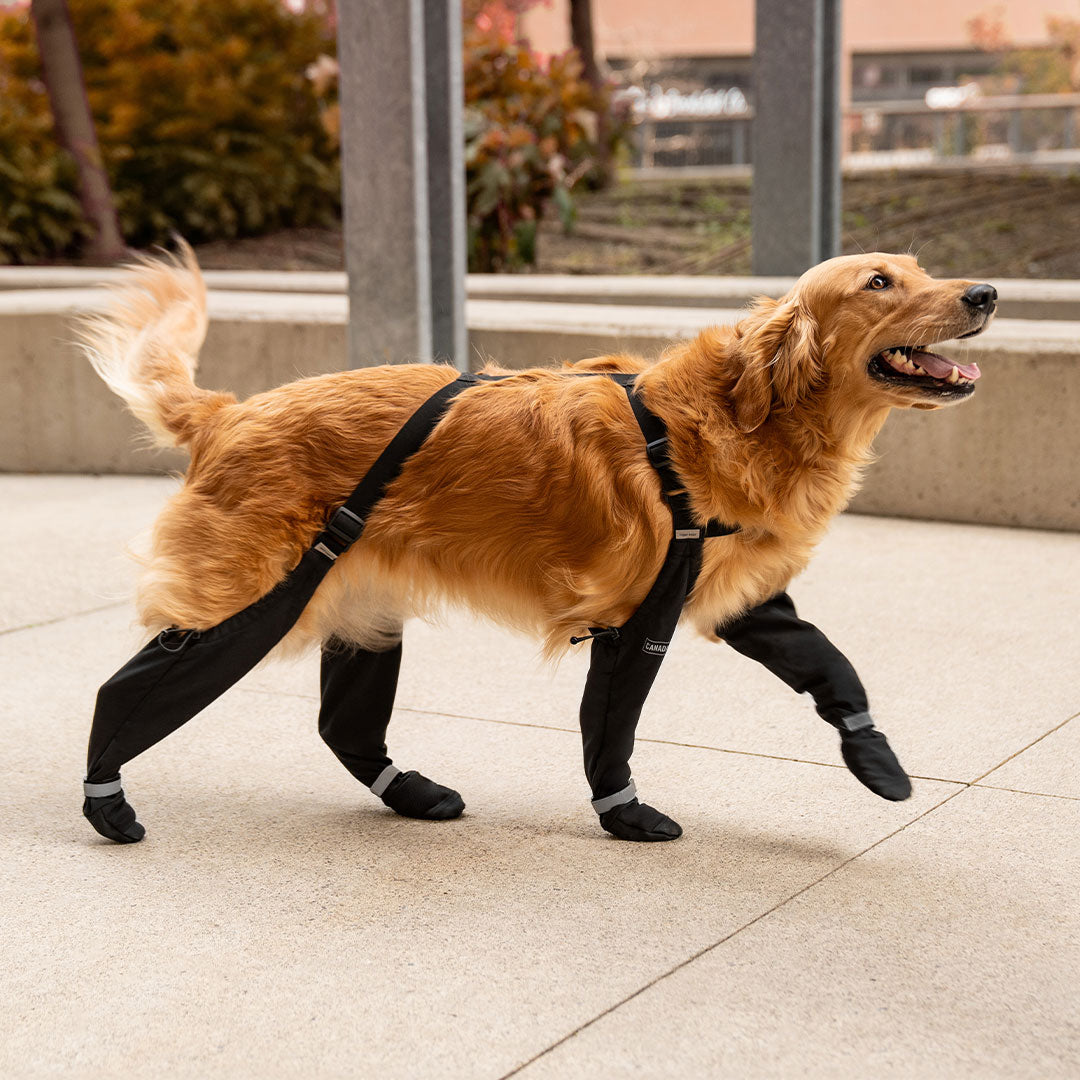Getting Your Dog Used to Their Suspender Boots: A Step-by-Step Guide