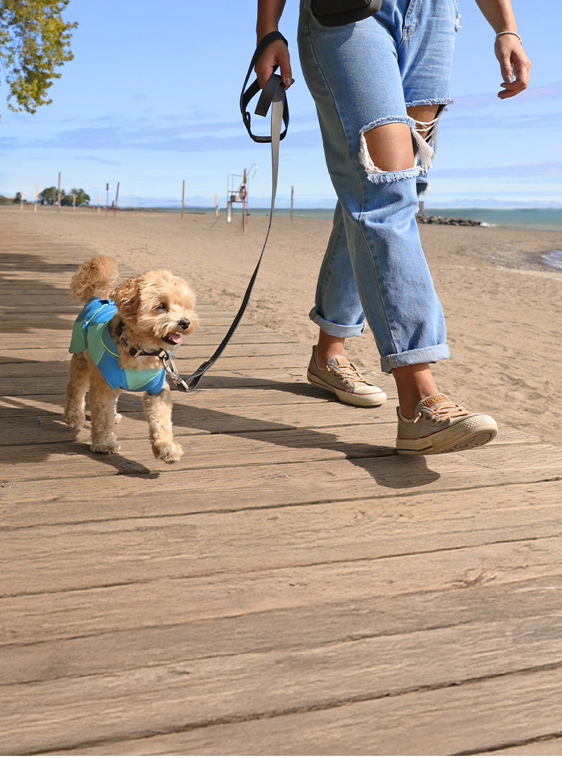 How to Cool Your Dog Down Fast: Top Tips and Techniques