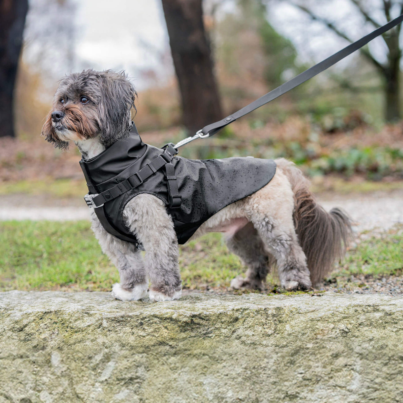 What is the best Waterproof Dog Coat: Everything You Need to Know