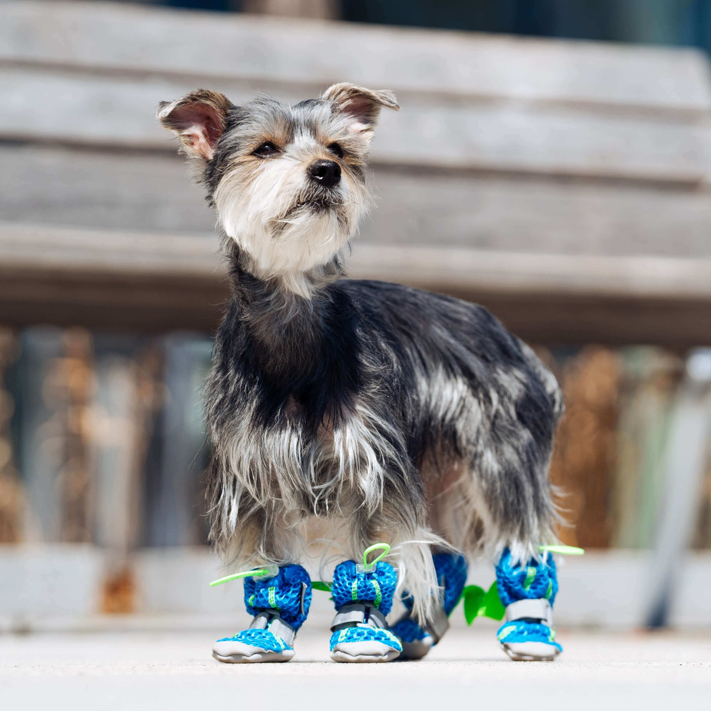Dog wearing the Hot Pavement Boots from Canada Pooch