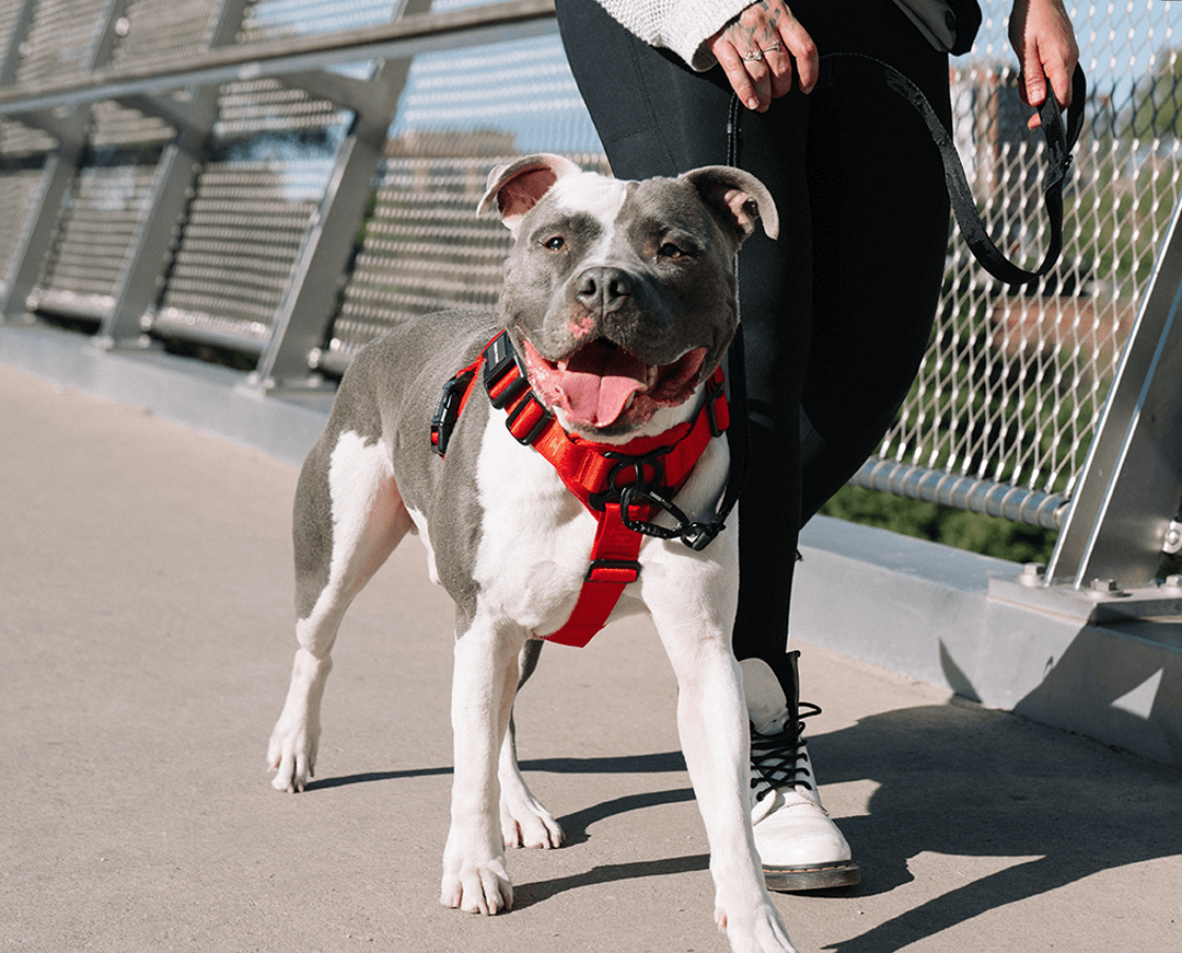Dog wearing the red Complete Control Harness from Canada Pooch