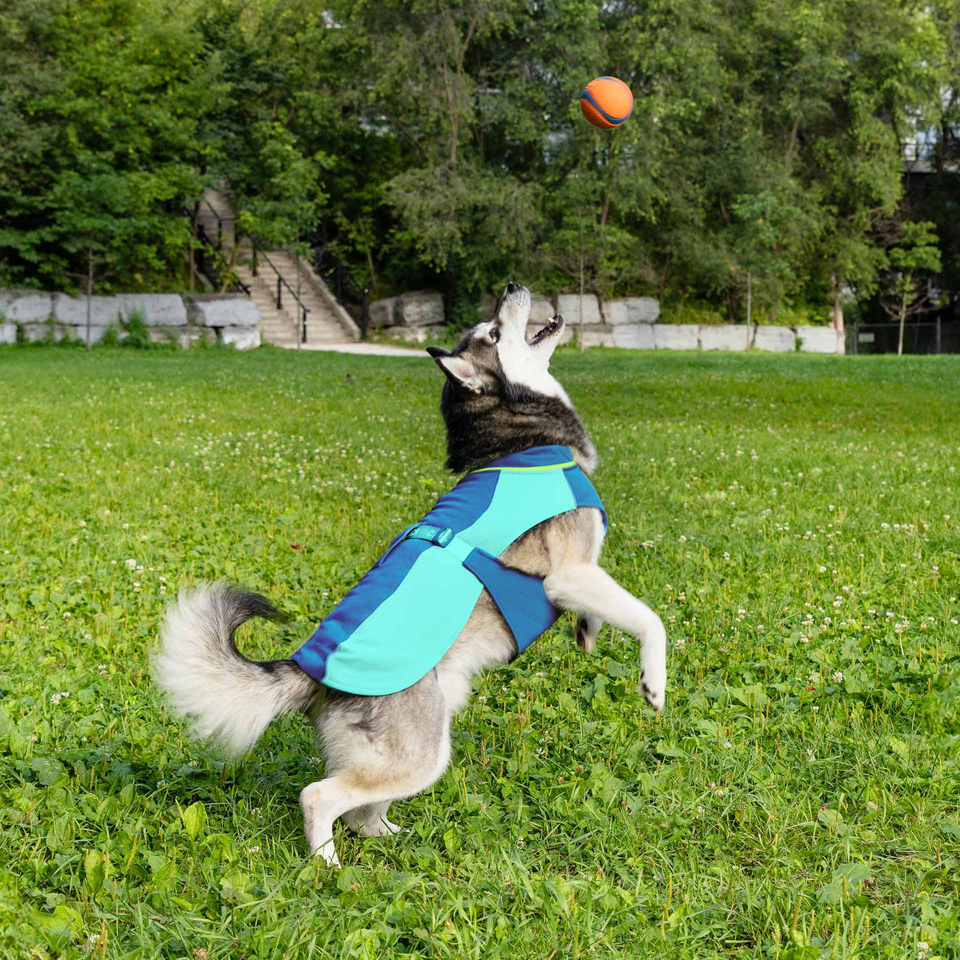 Dog wearing the Max Chill Cooling Vest from Canada Pooch