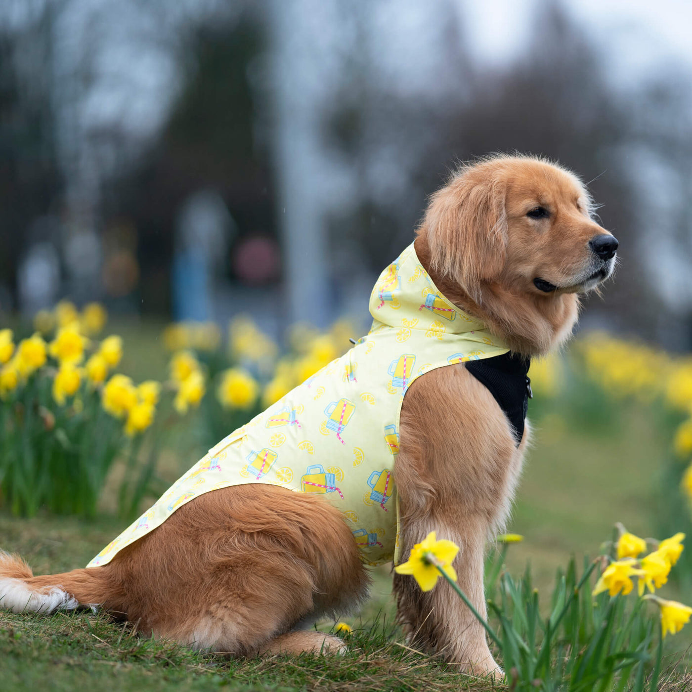 Protect Your Dog This Spring with a New Dog Raincoat