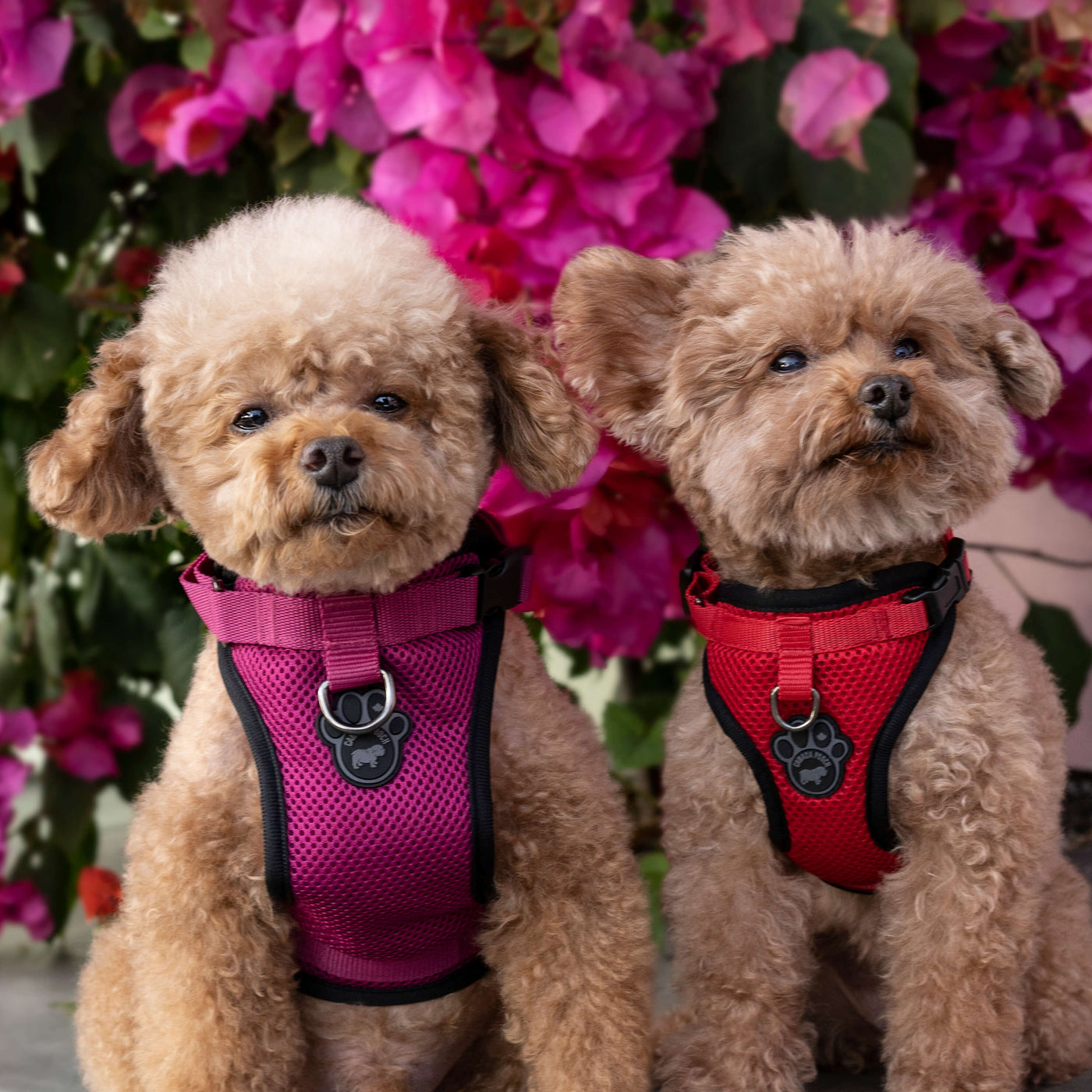 Two small dogs wearing the Everything Mesh Harness series from Canada Pooch in pink and red