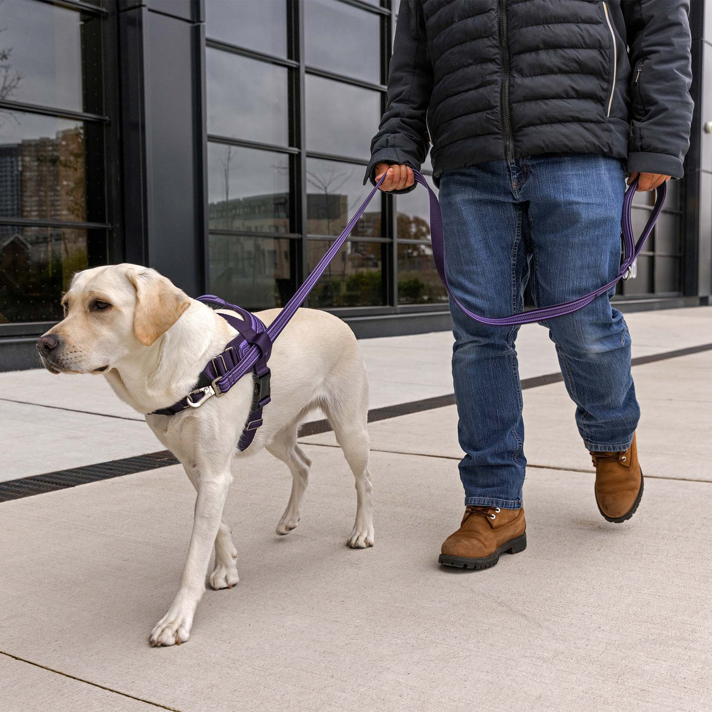Comfort and Control: The Benefits of Using Large Dog Harnesses